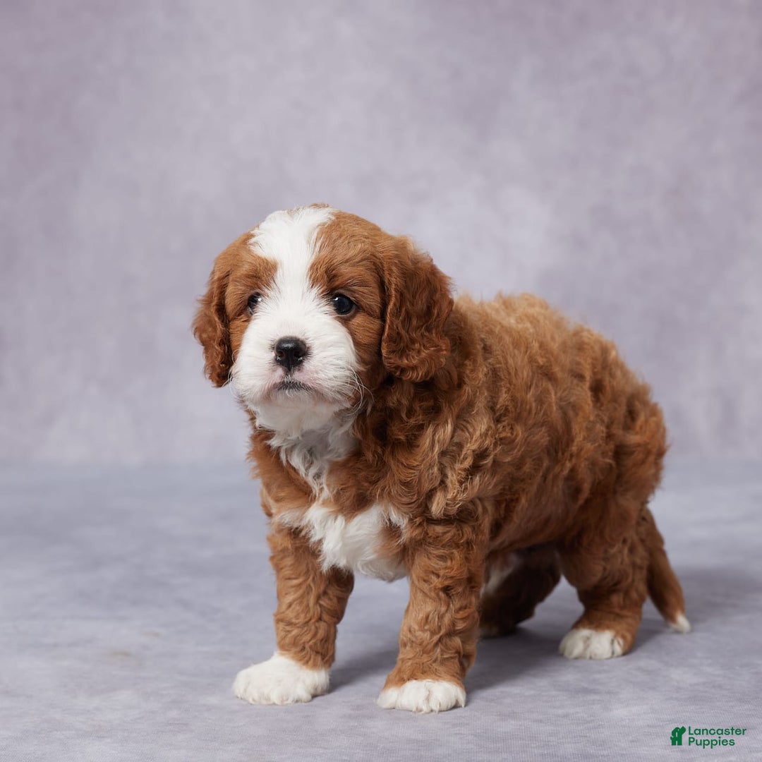 Cavapoo dogs for sale: Vito - Image 3
