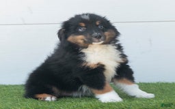 Australian Shepherd dogs for sale: Pepper - Image 15