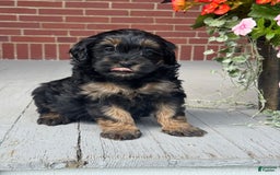 Mini Bernedoodle dogs for sale: Beauty - Image 3