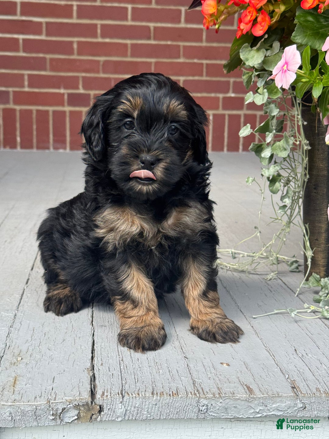 Mini Bernedoodle dogs for sale: Beauty - Image 3