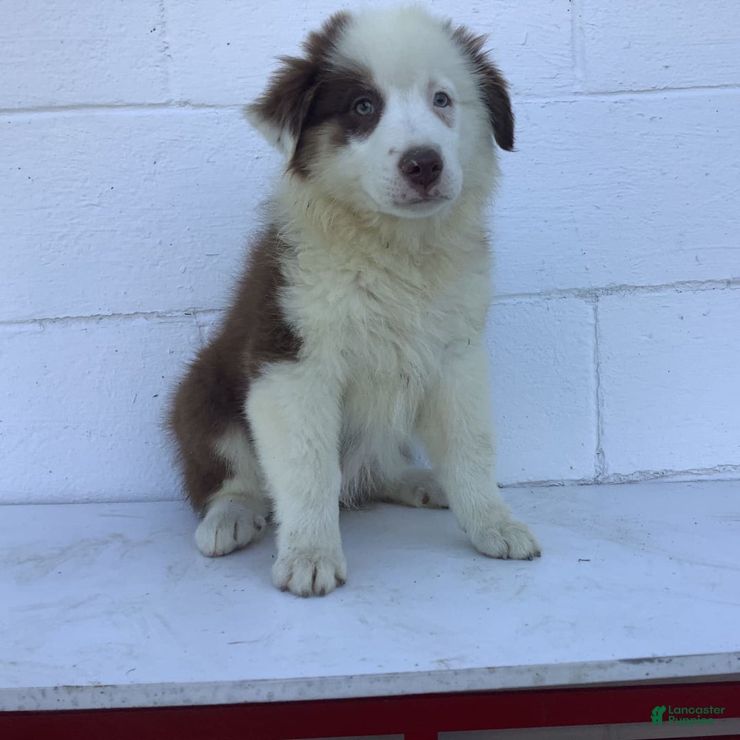 Australian Shepherd dogs for sale: Bentley - Image 2