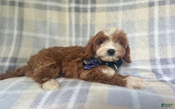 Cavapoo dogs for sale: Spike - Image 1