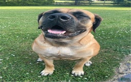 English Mastiff dogs for sale: Pinky - Image 8