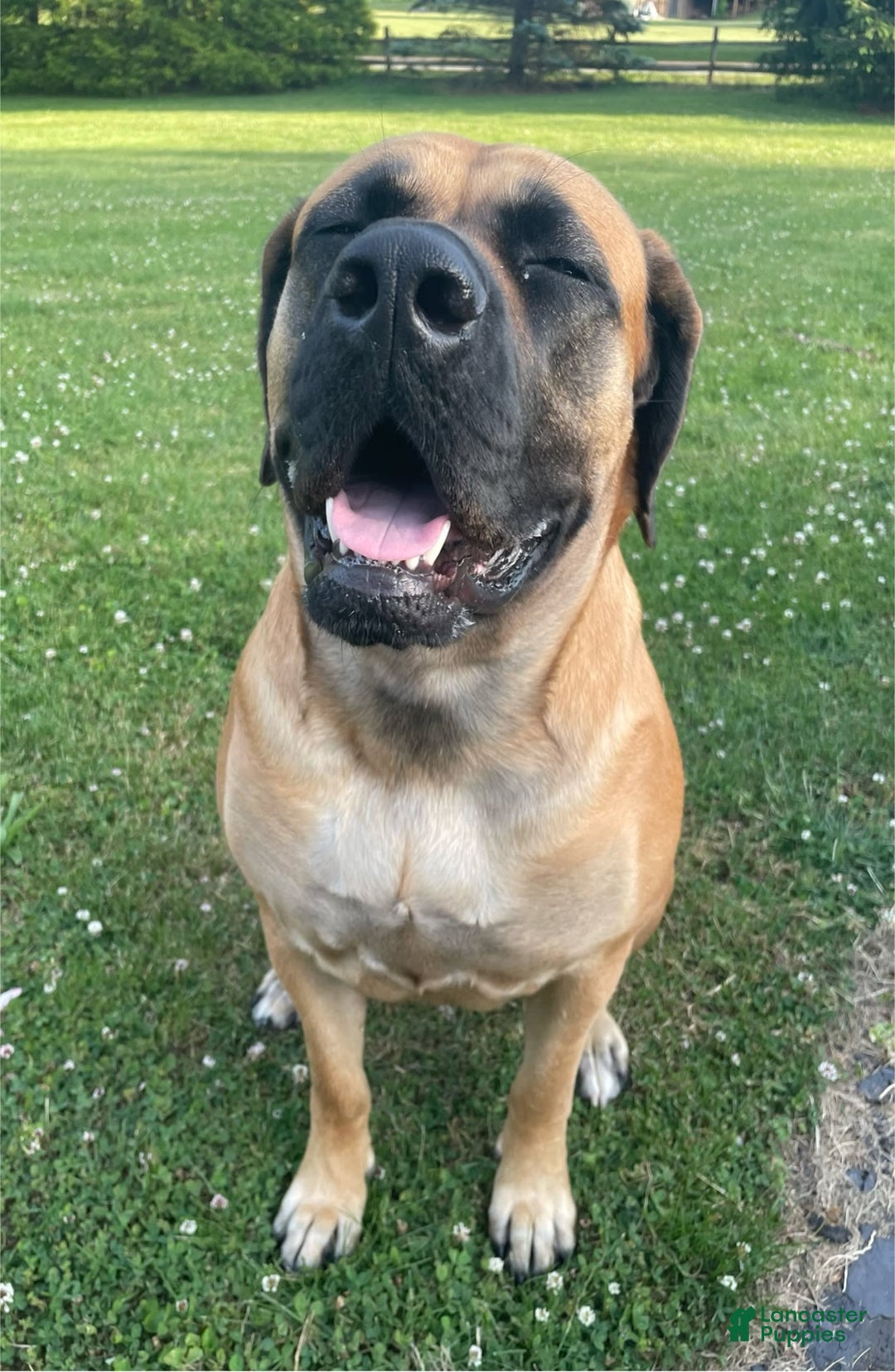 English Mastiff dogs for sale: Pinky - Image 8