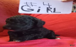 Standard Poodle dogs for sale: Wednesday - Image 2