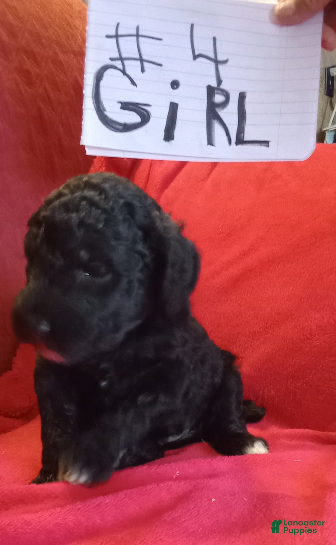 Standard Poodle dogs for sale: Wednesday - Image 2