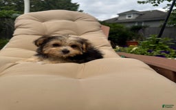 Morkie dogs for sale: Sofie - Image 2