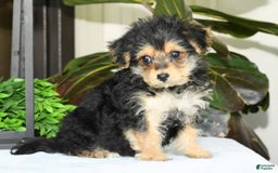 Yochon dogs for sale: Ricky - Image 15
