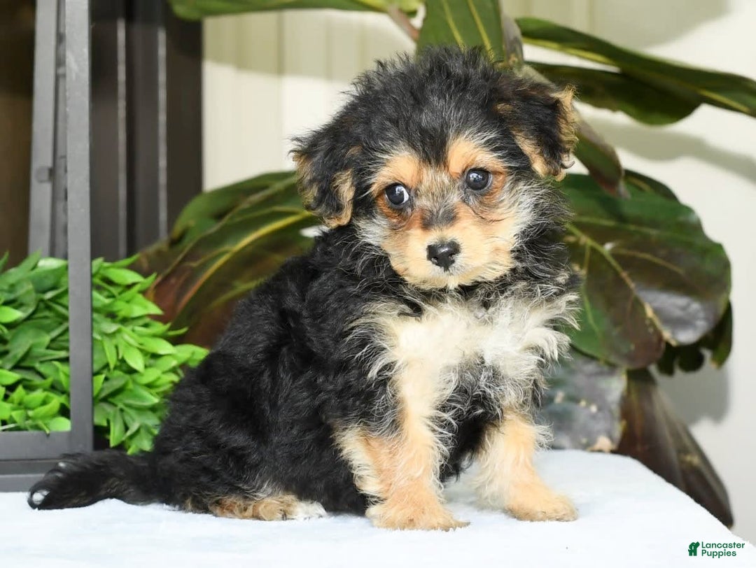 Yochon dogs for sale: Ricky - Image 15