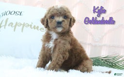 Goldendoodle dogs for sale: Kylie - Image 1