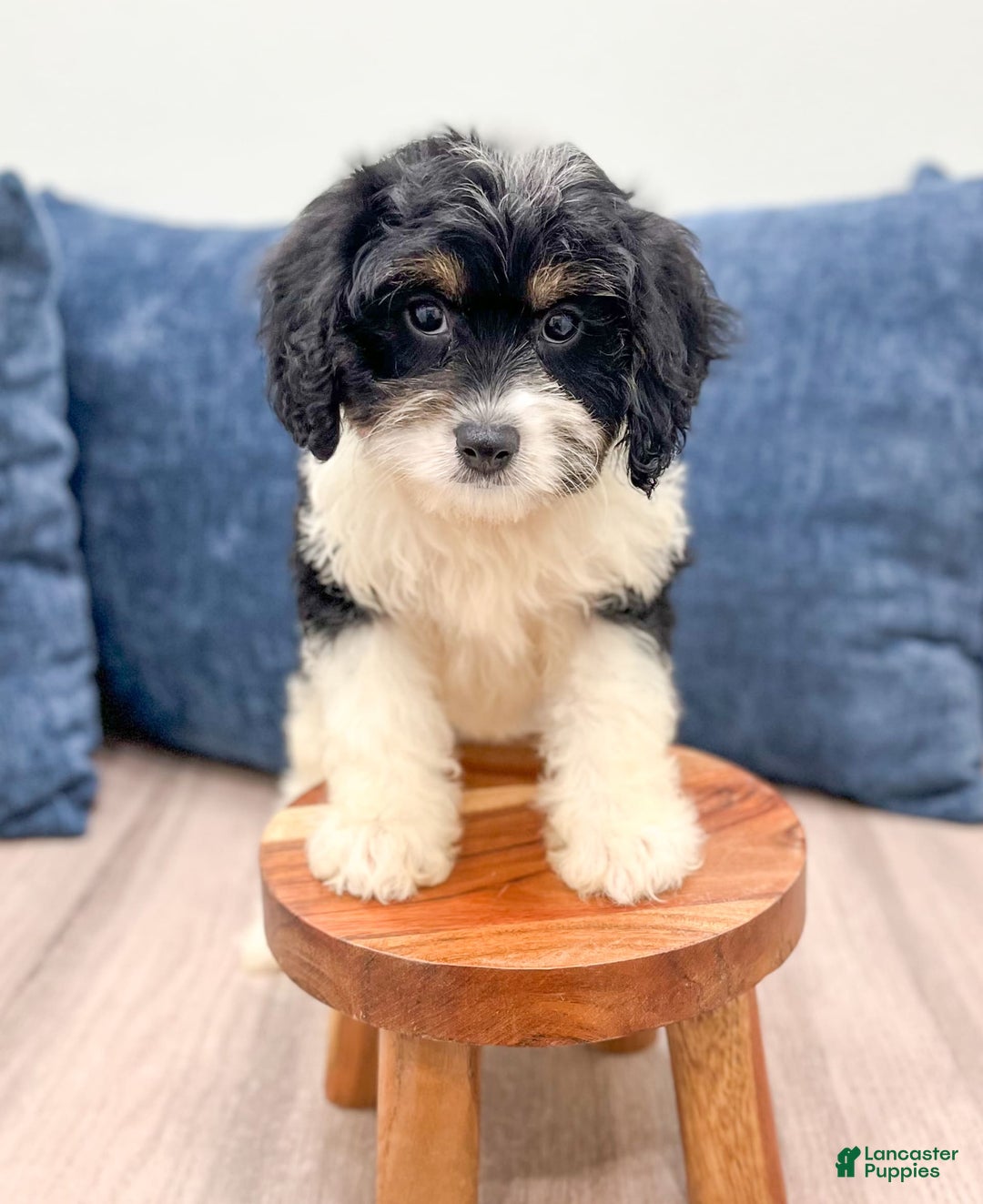 Cavapoo dogs for sale: Lulu - Image 3