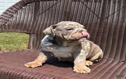 English Bulldog dogs for sale: Merlin - Image 2