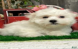 Coton De Tulear dogs for sale: Clyde - Image 4