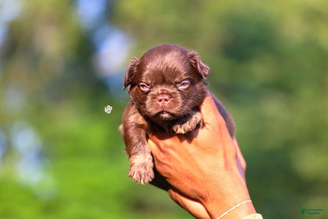 French Bulldog dogs for sale: Teddy - Image 3