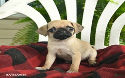 Pug dogs for sale: Melody - Image 3