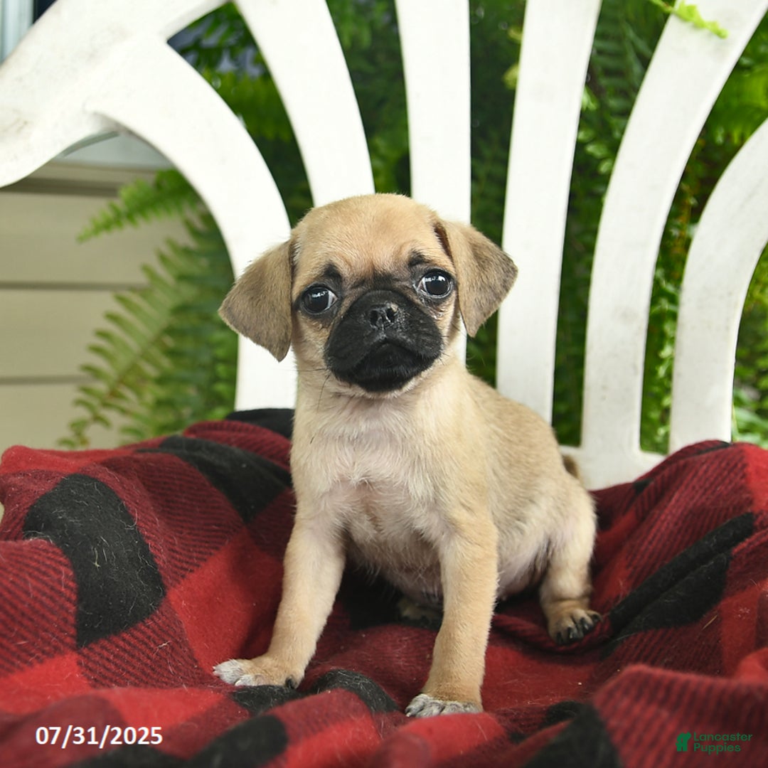 Pug dogs for sale: Melody - Image 3