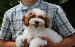 Miniature Poodle dogs for sale: Lily - Image 34