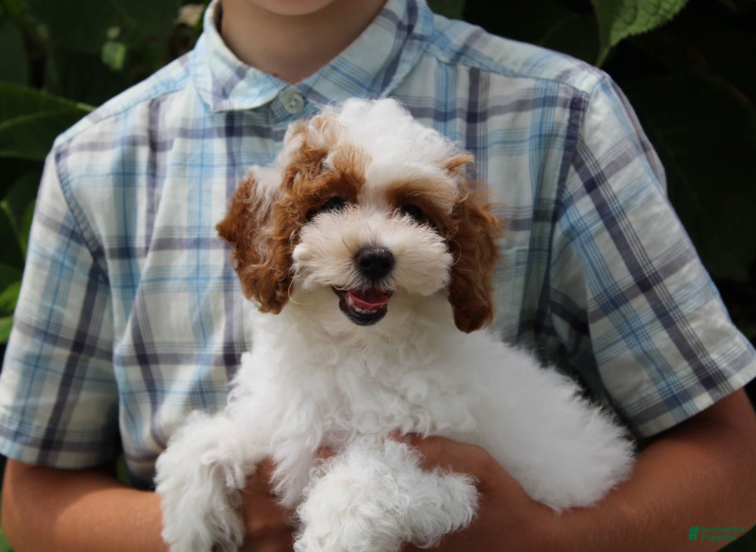 Miniature Poodle dogs for sale: Lily - Image 34