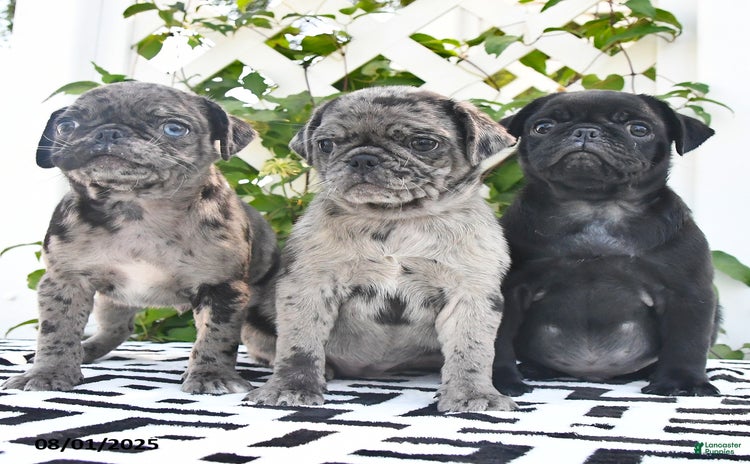 Pug dogs for sale - Ad 3