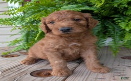 Goldendoodle dogs for sale: Dash - Image 27