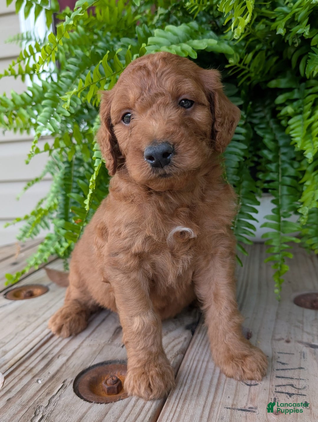 Goldendoodle dogs for sale: Dash - Image 27