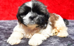 Shih Tzu dogs for sale: Shih Tzu 2 puppies - Image 2