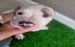 American Bully dogs for sale: Love Patch - Image 3