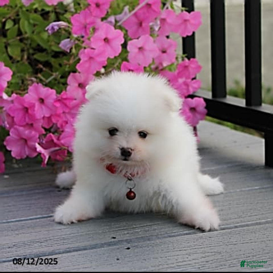Pomeranian dogs for sale: Kaden - Image 13