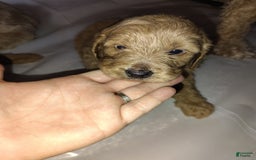 Mini Goldendoodle dogs for sale: Betsy - Image 7