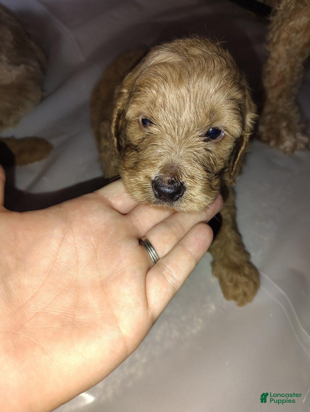 Mini Goldendoodle dogs for sale: Betsy - Image 7