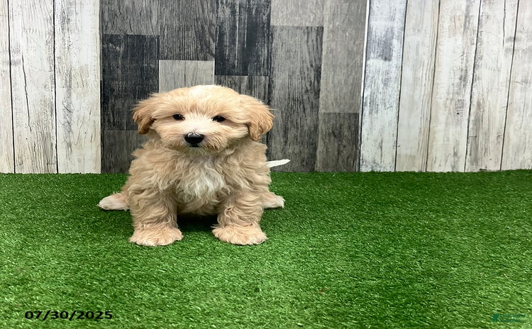 Maltipoo dogs for sale - Ad 1