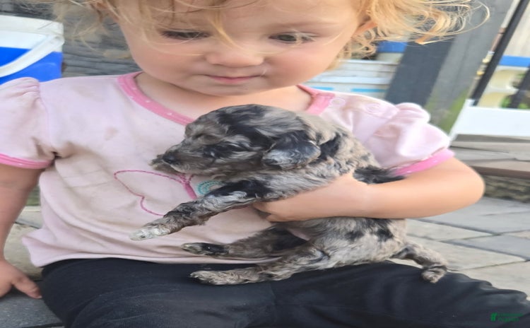 Miniature Poodle dogs for sale - Ad 5
