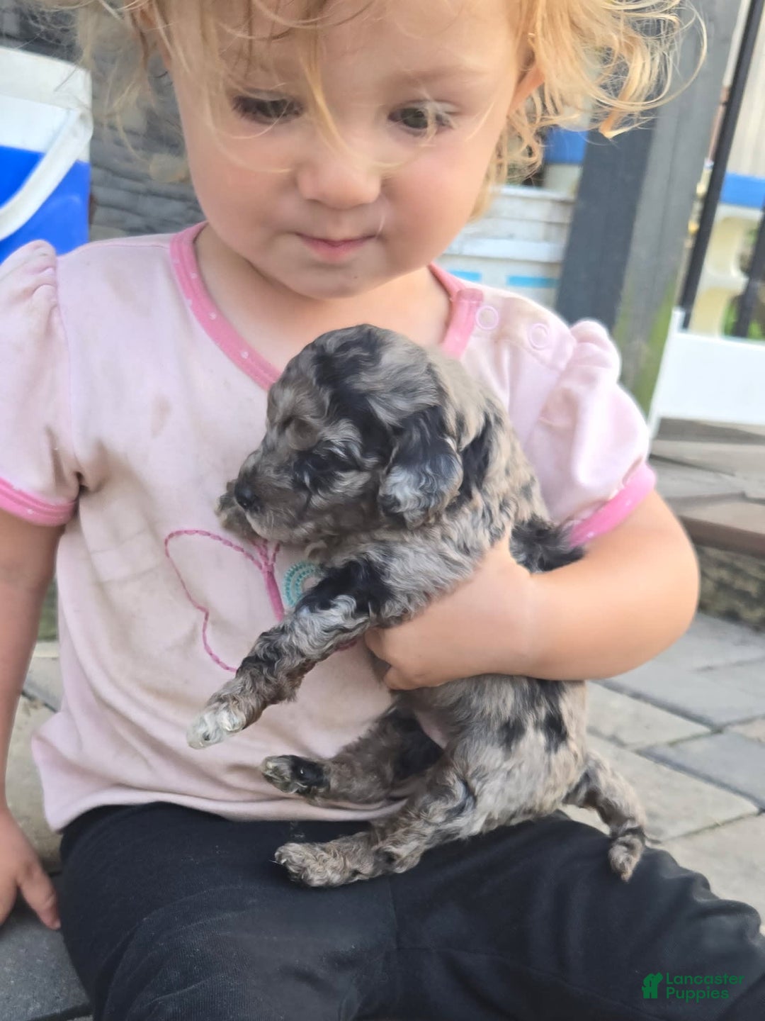Miniature Poodle dogs for sale: Roscoe - Image 1