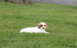 Miniature Poodle dogs for sale: Lily - Image 40