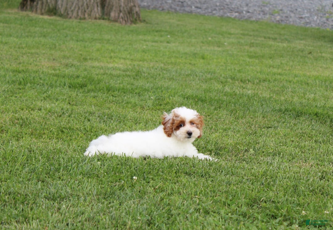Miniature Poodle dogs for sale: Lily - Image 40