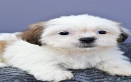 Shih Tzu dogs for sale: Shih Tzu 5 puppies - Image 5