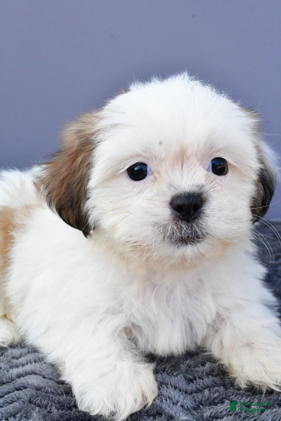 Shih Tzu dogs for sale: Shih Tzu 5 puppies - Image 5