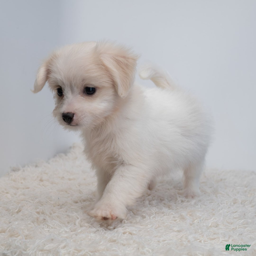 Maltipoo dogs for sale: Timothy - Image 14