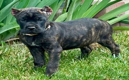 Cane Corso dogs for sale: Bonnie - Image 14