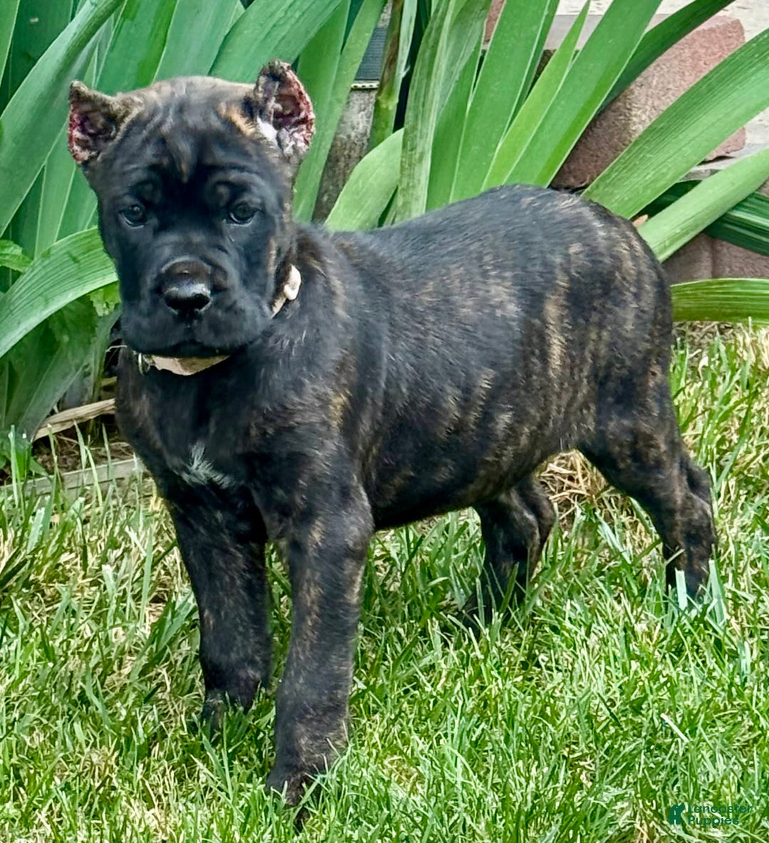 Cane Corso dogs for sale: Bonnie - Image 14
