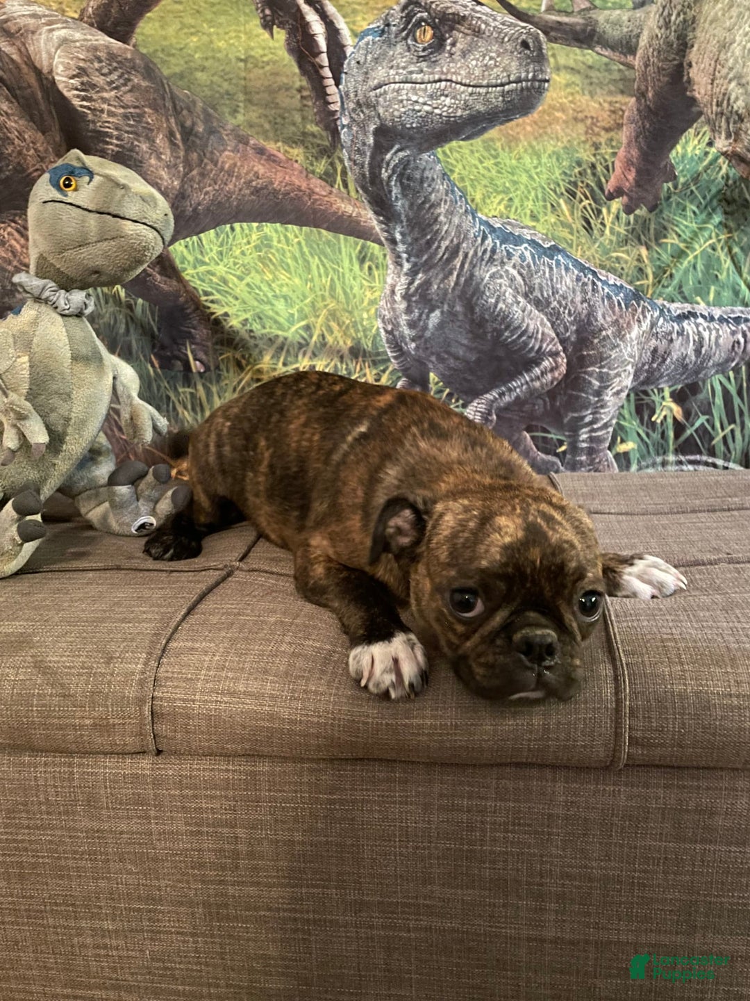 Pug dogs for sale: Rex - Image 2