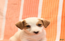Jack Russell Terrier dogs for sale: Leo - Image 4