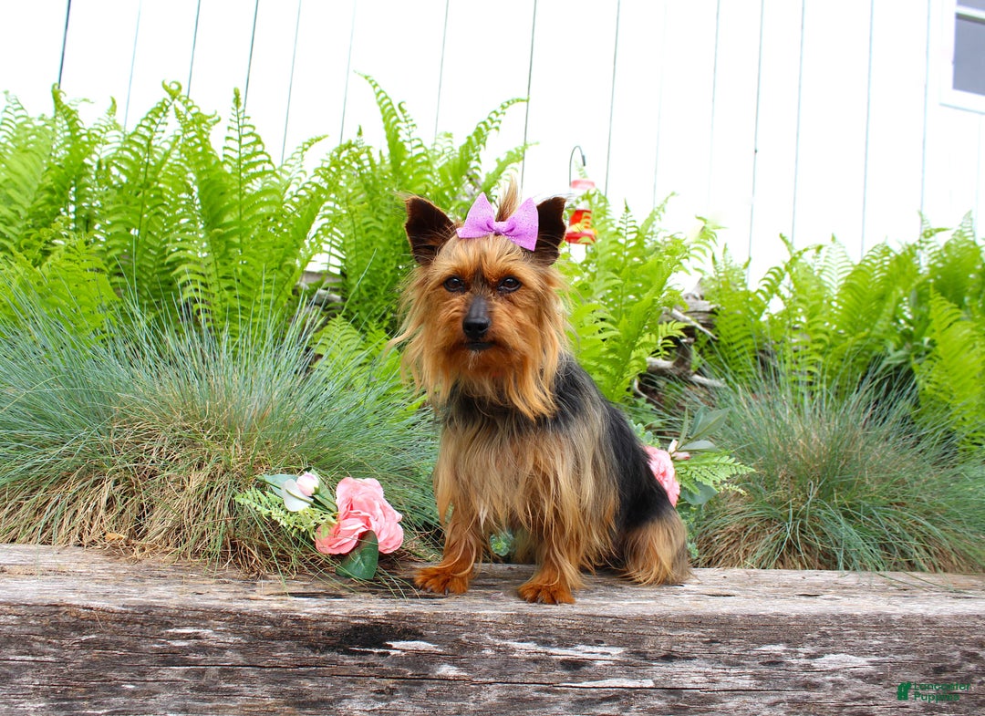 Yorkshire Terrier dogs for sale: Randy - Image 4