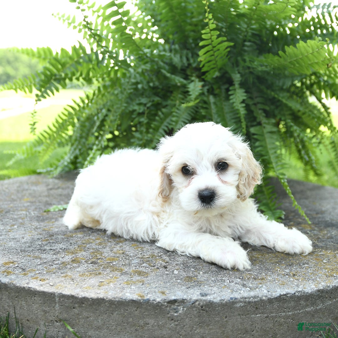 Cavachon dogs for sale: Owen - Image 2