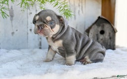 French Bulldog dogs for sale: Sophie - Image 3