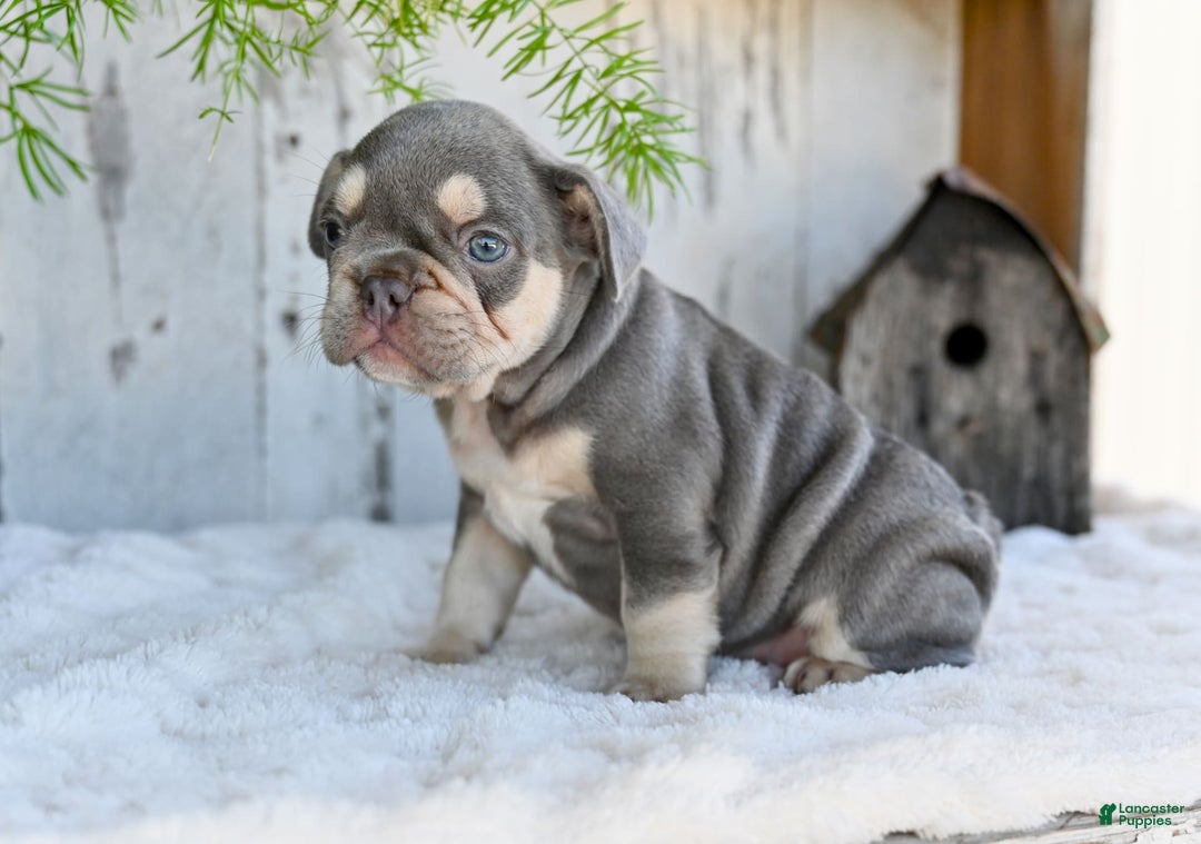 French Bulldog dogs for sale: Sophie - Image 3