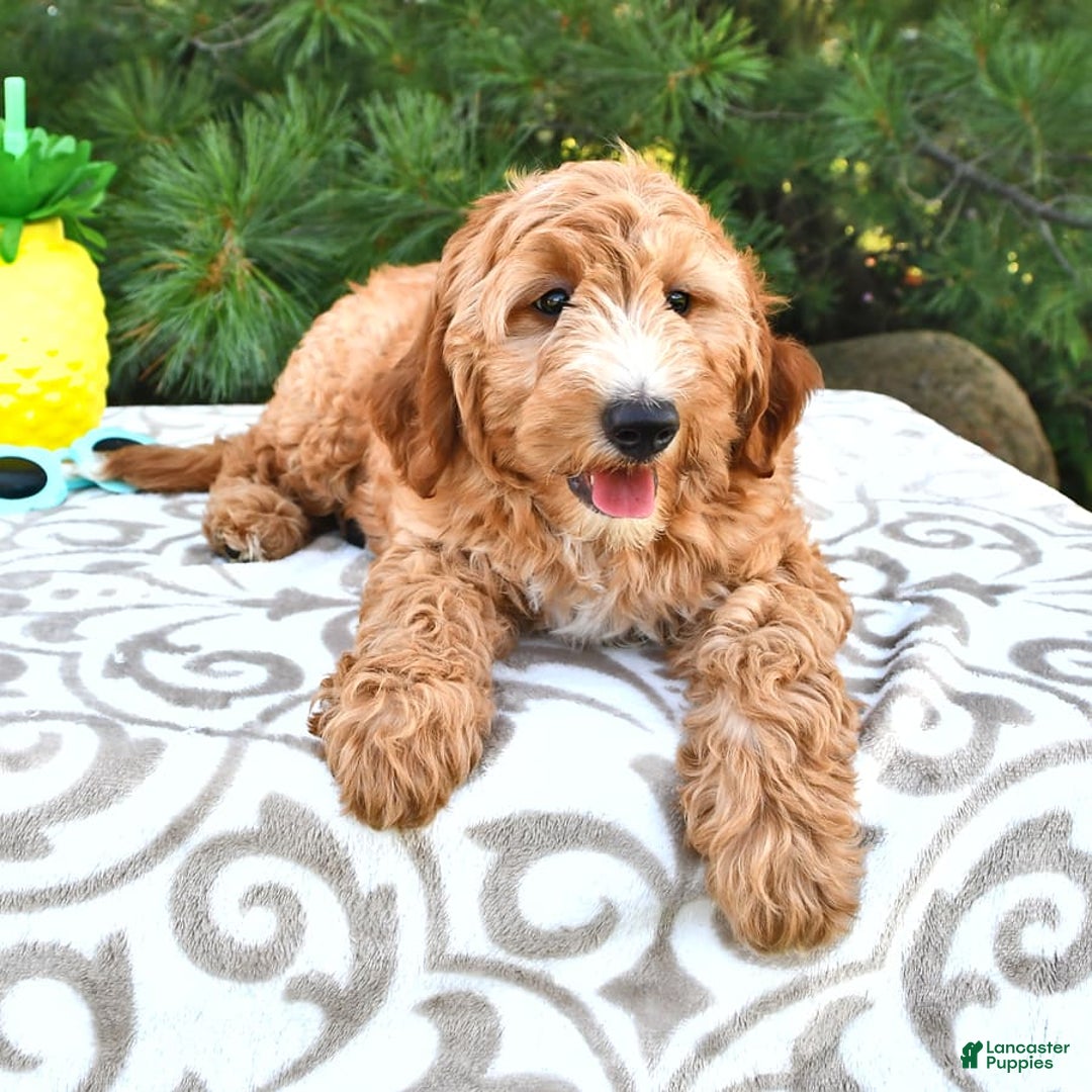 Mini Goldendoodle dogs for sale: Dancer - Image 9