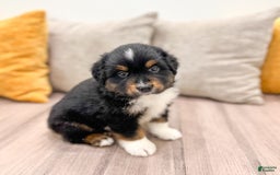 Australian Shepherd dogs for sale: Pepper - Image 11
