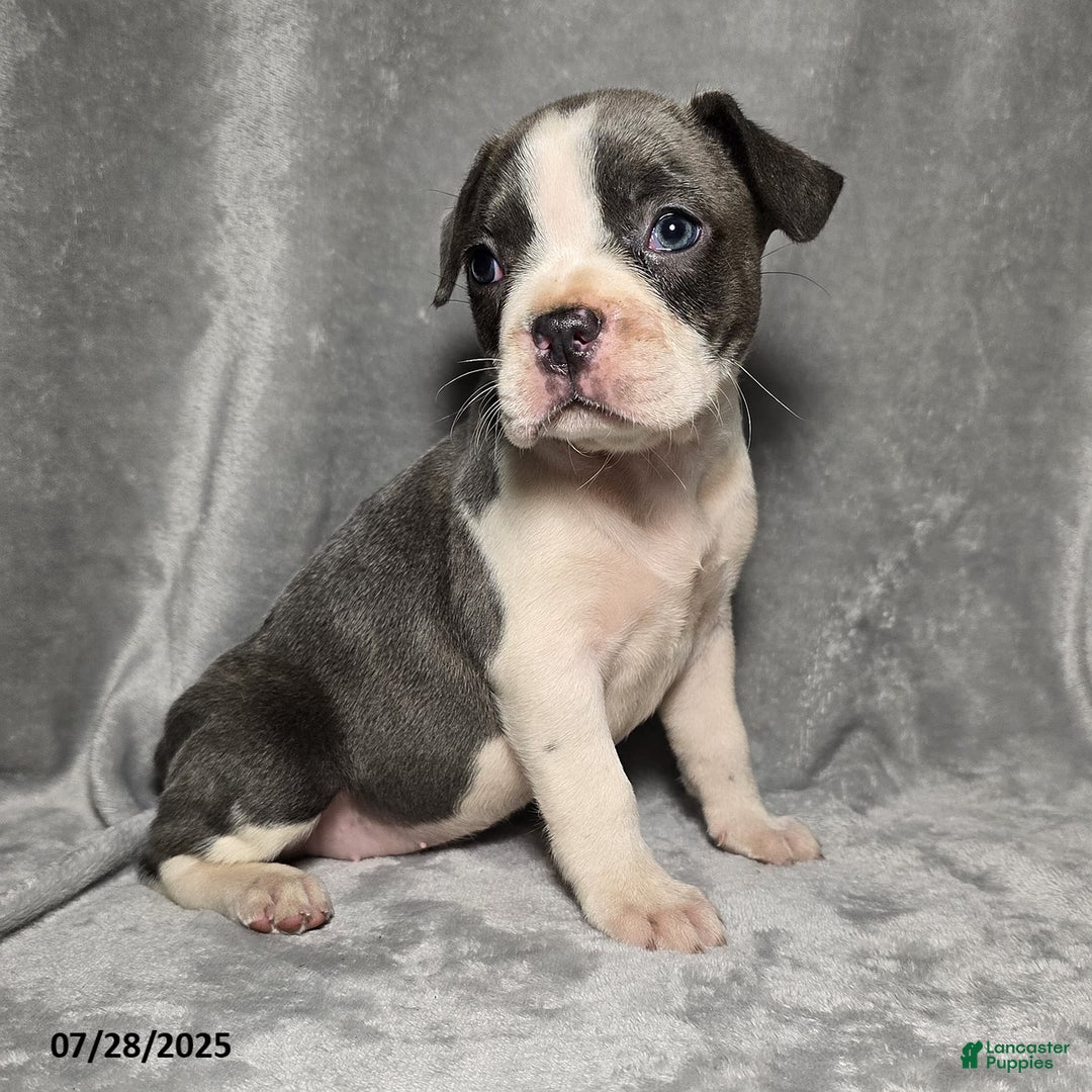 Frenchton dogs for sale: Jasmine - Image 3