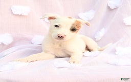 Siberian Husky dogs for sale: Brandy - Image 1